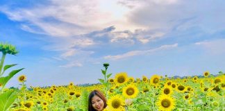 cánh đồng hoa hướng dương ở Thái Bình