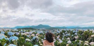 Ngắm những đồng hoa tháng 10 đẹp nức lòng người