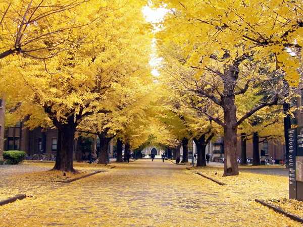 Kinh nghiệm du lịch Tokyo giá rẻ vào mùa thu