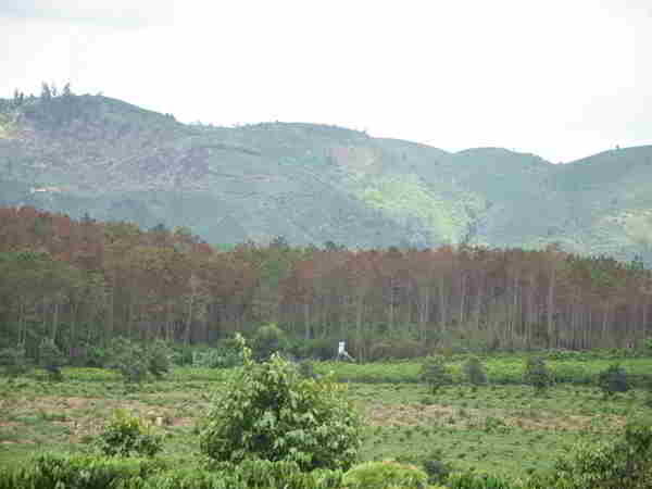 Bắt 3 đối tượng liên quan tới vụ hàng nghìn cây thông bị đầu độc ở Lâm Đồng