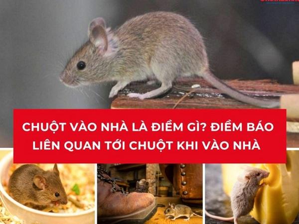 Vậy chuột vào nhà là điềm gì theo quan niệm dân gian