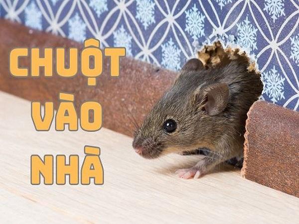Vì sao chuột vào nhà?