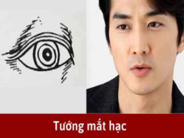 Mắt hạc là gì? Dấu hiệu nhận diện chuẩn tướng mắt hạc