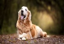 Tổng hợp con số may mắn tuổi Giáp Tuất ngày 31/12/2025 con số may mắn tuổi giáp tuất ngày 31/12/2025