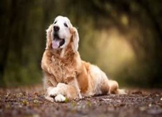 con số may mắn tuổi giáp tuất ngày 31/12/2025