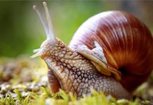 Con ốc sên số mấy