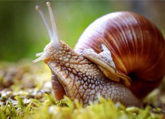 Hình ảnh con ốc sên số mấy theo quan niệm dân gian Con ốc sên số mấy