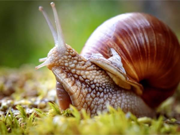 Con ốc sên số mấy