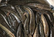 Cá lóc số mấy theo từng trường hợp, ý nghĩa chi tiết cá lóc