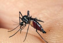 Luận con muỗi số mấy theo dân gian và thống kê tham khảo con muỗi số mấy