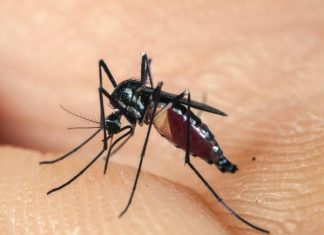 Luận con muỗi số mấy theo dân gian và thống kê tham khảo con muỗi số mấy