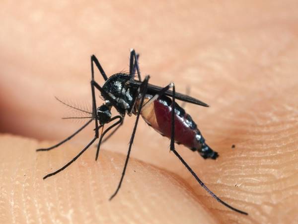 con muỗi số mấy