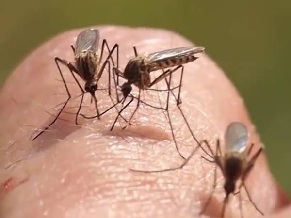 Vì sao con muỗi lại được liên hệ với những con số này?