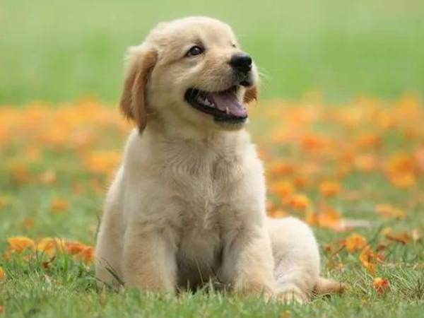 Bật mí con số tài lộc tuổi Canh Tuất Chủ Nhật ngày 8/2/2026