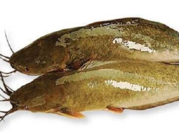 Luận cá trê số mấy theo ngũ hành