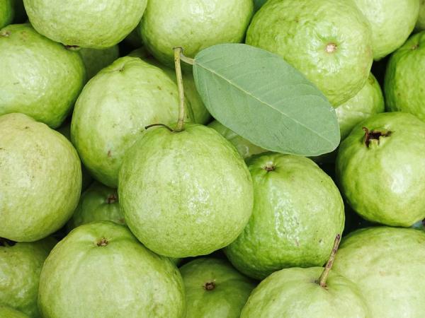 Mơ thấy hái rất nhiều ổi