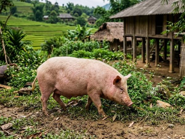 Con số may mắn ngày 8 tháng 6 thứ 2 của tuổi Hợi